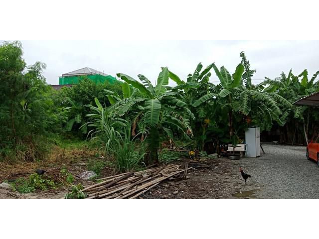 ขายที่ดินถมแล้ว 304 ตร-ว. ซอยวัดด่านสำโรง
