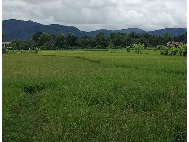 ที่นาต.ลวงเหนือ อ.ดอยสะเก็ด