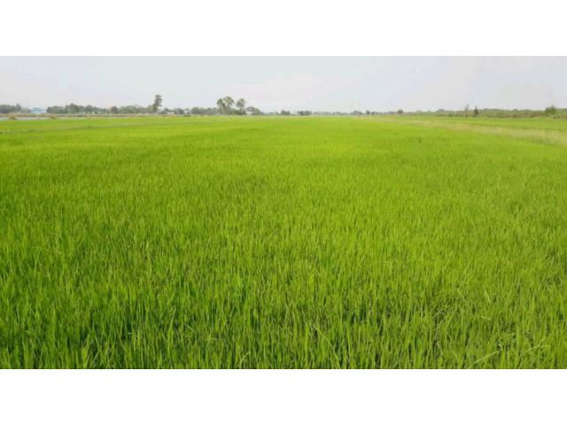 ขายที่ดิน2ไร่ ลำลูกกาคลอง8