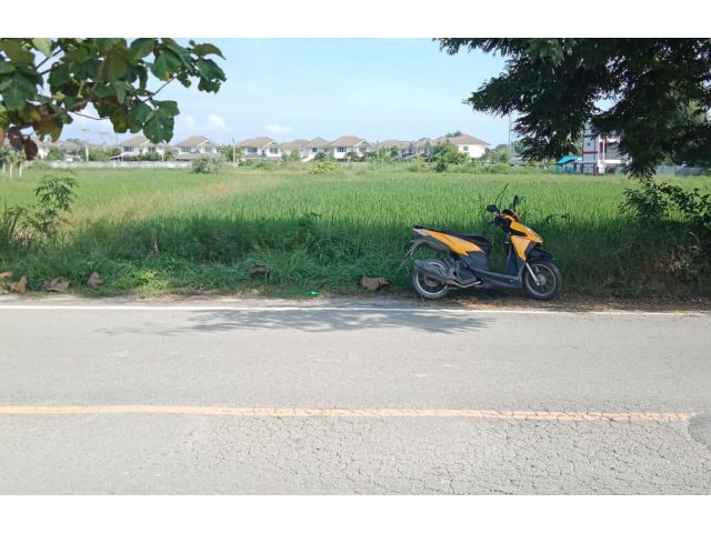 ที่นา ต.สันปูเลย อ.ดอยสะเก็ด