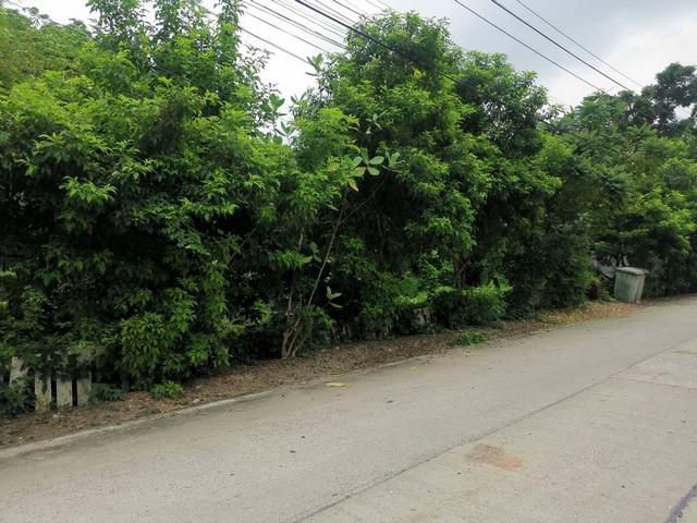 ขายที่ดิน 2ไร่กว่า ซ.บางขนุน5 (ซ.ตาหยัด)นนทบุรี
