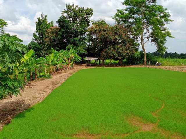 ที่ดิน 7-3-76 ไร่ ถ.วังเจ้า-ตาก จ.ตาก