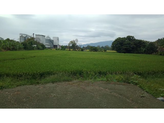 ที่นาติดถนนวงแหวนรอบที่สาม