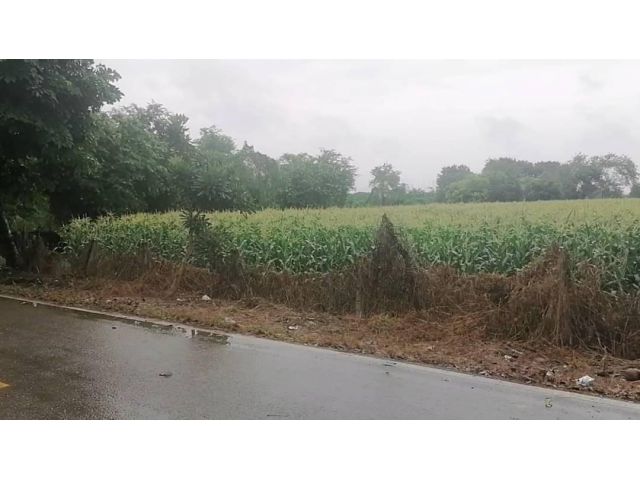 ขายที่ดินติดแม่น้ำปิง เกือบ 6 ไร่ ไร่ละ 850,000บ.อยู่​ระหว่าง​เขต.อ.แม่แตงและ อ.สันทราย​จ.เชียงใหม่​