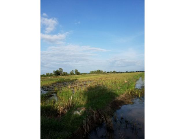 ที่นาสวย20ไร่ ติดถนนองครักษ์ บางน้ำเปรี้ยว ต.ทรายมูล องครักษ์ นครนายก