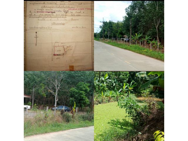 ขายที่ดินสวนยางแปลงสวยคลองหอยโข่คลองหลา 9 ไร่ 66 ตารางวา ขาย 12 ล้านบาท