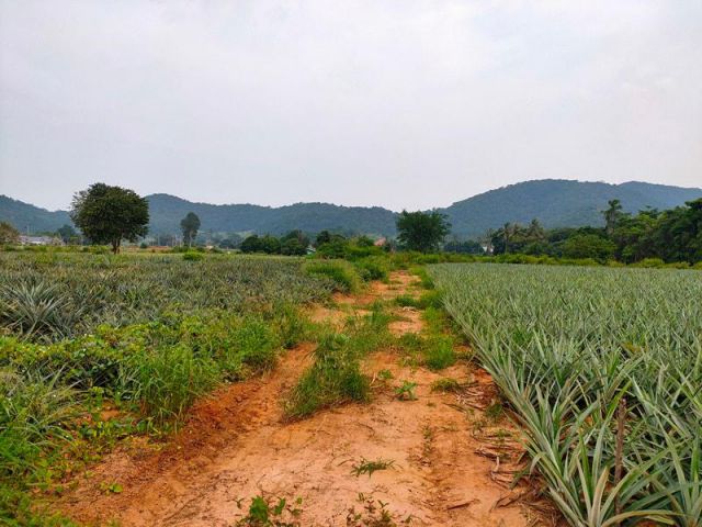 ขายที่ดิน 10 ไร่ วิวภูเขาสวยอากาศดี หัวหิน