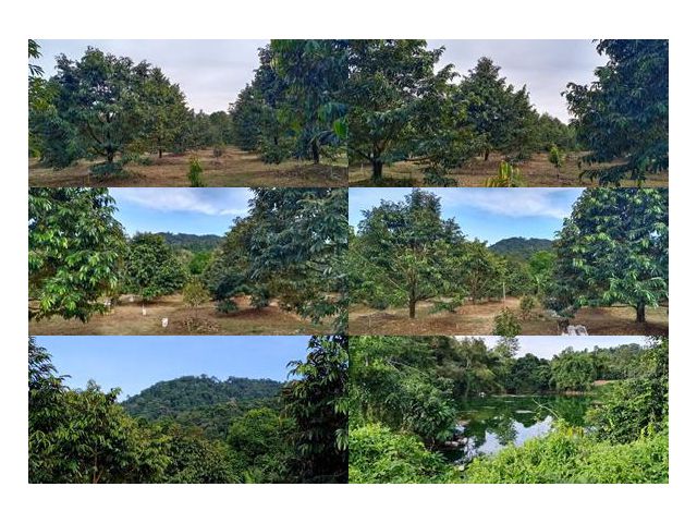 เสนอขายสวนทุเรียนเต็มแปลง สวยสมบรูณ์ ทำเลดี  ใกล้ตัวเมืองจันทบุรี เนื้อที่ 7 ไร่กว่าๆ คมบาง อำเภอเมือง จันทบุรี