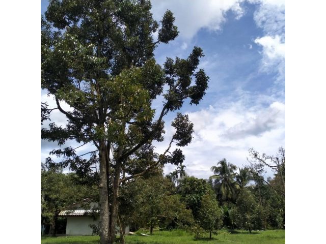 บ้านพร้อมสวนทุเรียนเต็มพื้นที่