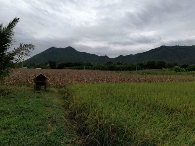 ขายที่ดินสวยๆสำหรับสร้างบ้าน ทำที่พักตากอากาศ โฉนด 2 ไร่ครึ่ง อ.เชียงคาน