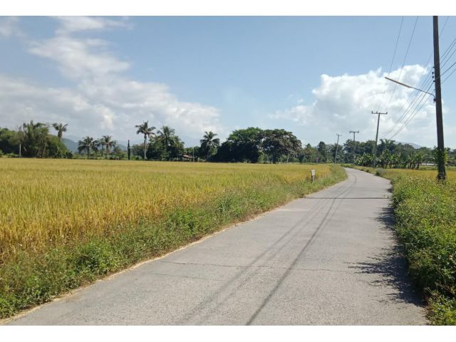 ที่นาป่าป้อง อ.ดอยสะเก็ด เชียงใหม่