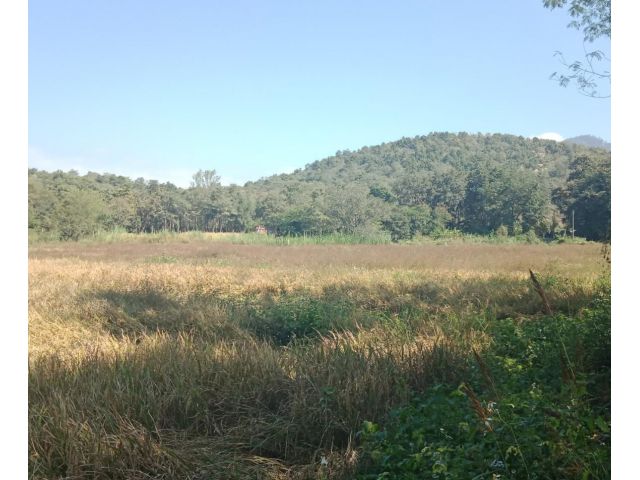 ที่บ้านป่าตึง