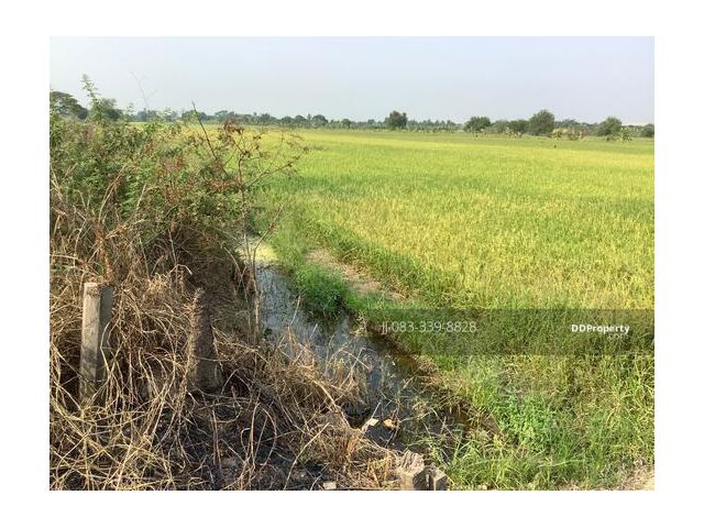 ขายที่ดิน 39-2-99 ไร่ ในซอยวัดเสนีวงศ์(เข้าจากซอยวัดลาดปลาดุก)