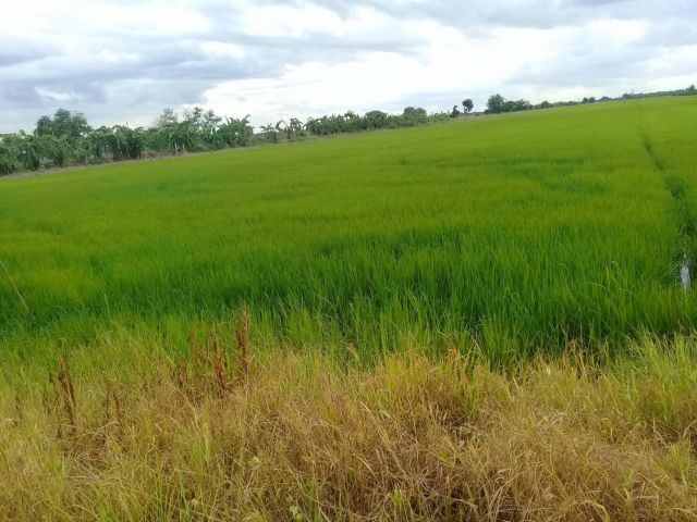ขายที่ดินลำลูกกา คลอง 12 – เนื้อที่ 45 ไร่ ไร่ละ 1 ล้าน  ใกล้ อบต. ลำไทร