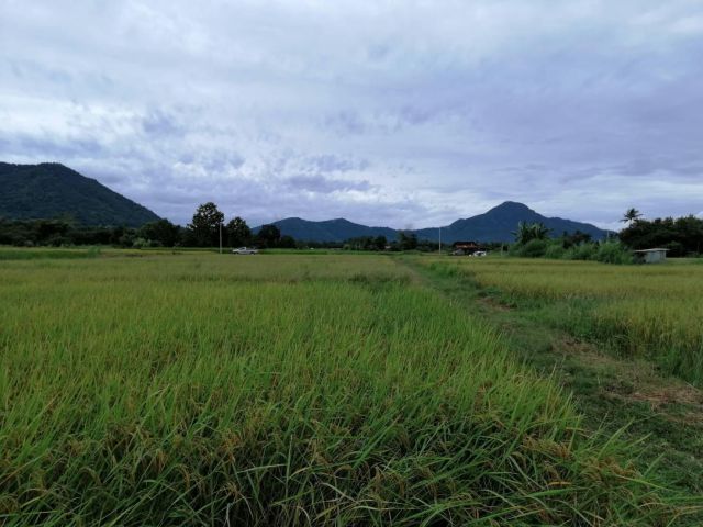 ขายที่ดินสวยๆเหมาะทำบ้านสวน ทำที่พักตากอากาศ โฉนด 2 ไร่ 2 งาน อ.เชียงคาน