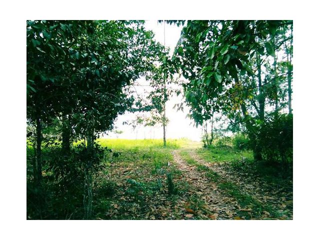 ขายที่ดิน 1 งาน 30 ตรว. อำเภอเมือง จังหวัดชุมพร