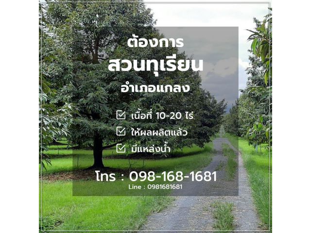 ต้องการสวนทุเรียน แกลง