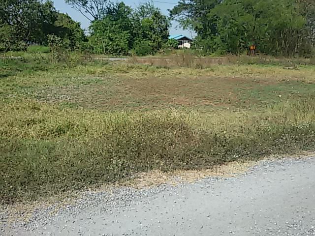 ขายที่ดินหนองจอก ถนนเลียบคลอง 13 ตะวันตก  2 ไร่เศษ ถมแล้ว ห่างสำนักงานเขตหนองจอก 1.6 กม.  ผังเมืองสีเหลือง ย.3