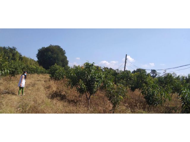 ขายที่ดิน 8 ไร่ 1 งาน 92 ตารางวา พร้อมโฉนด