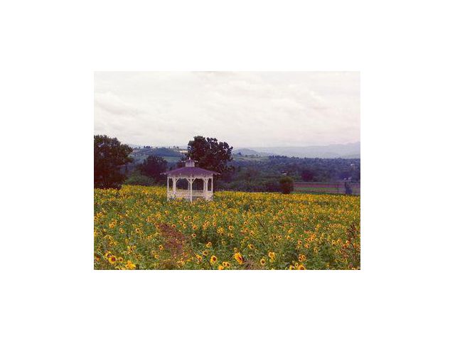 ขายที่ดิน 220 ไร่ ตำบลวังไทร อำเภอปากช่อง จังหวัดนครราชสีมา