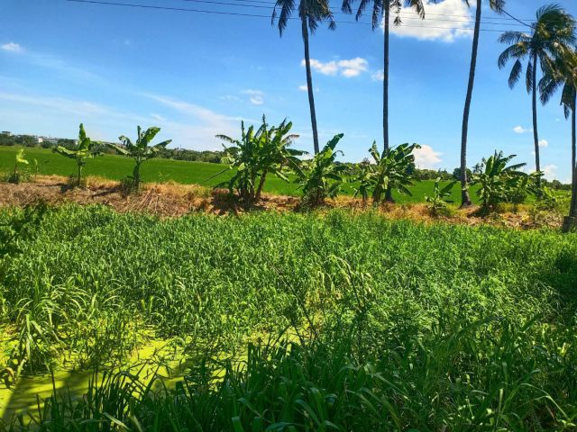 ขายที่ดินถนนอยู่วิทยา ใกล้บางกองอารีนาและ ม.เทคโนฯ มหานคร  เนื้อที่ 10 ไร่เศษ ขายเพียงไร่ละ 8 แสน !!  ติดคลองสองด้าน !!!