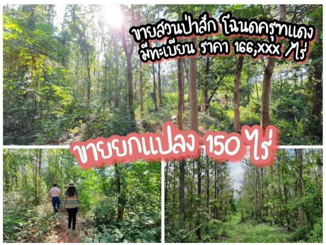 ขายที่ดินโฉนด สวนป่าสัก ไร่ละ แสนหก อ.พระทองคำ โคราช