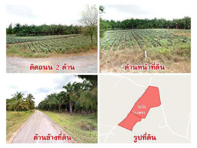สวนปาล์ม-สับปะรด 56 ไร่ อ.สามร้อยยอด จ.ประจวบ ใกล้ถนนเพชรเกษมเพียง 3.5 กม.