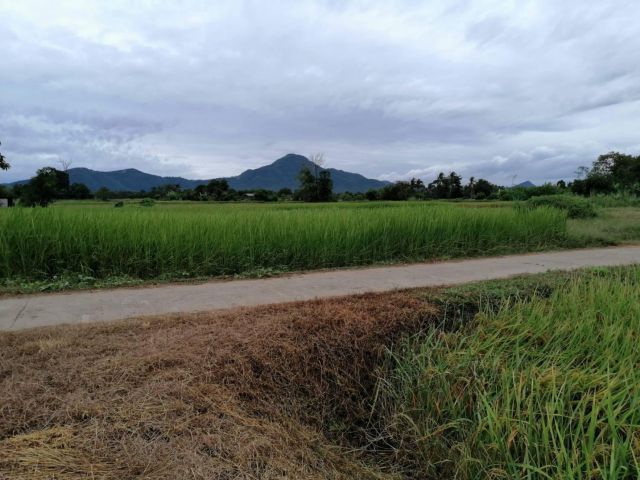 ขายที่ดินสวยๆสำหรับสร้างบ้านทำที่พักตากอากาศ โฉนด 2 ไร่ 2 งานเศษ อ.เชียงคาน