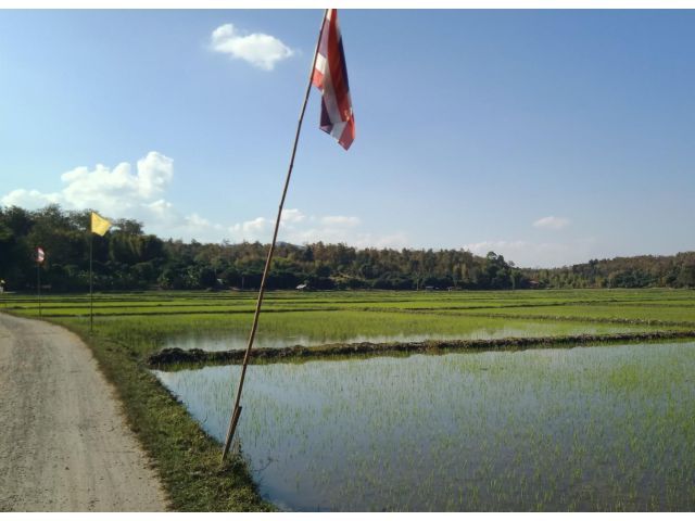 ที่นาหลังโรงเรียนนานาชาติเปรม