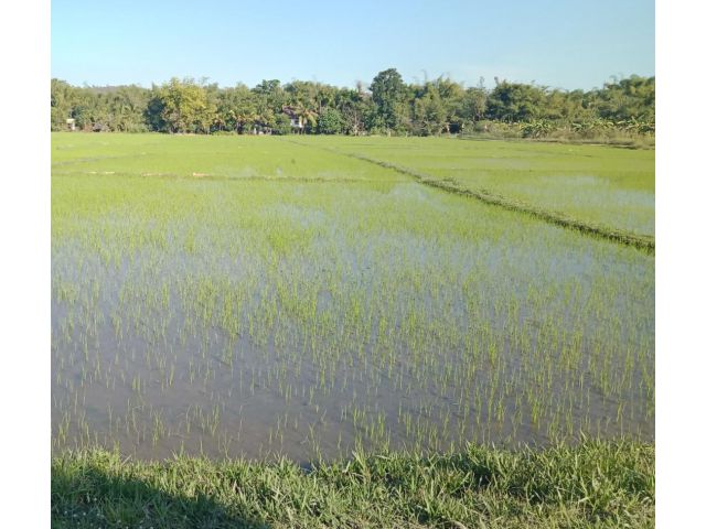 ที่นาห้วยทราย
