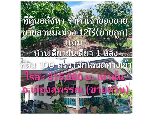 ขาย สวนมะม่วง เเถม บ้านเดี่ยว1 พร้อมเก็บผลผลิตได้เลย  ใกล้ชุมชน