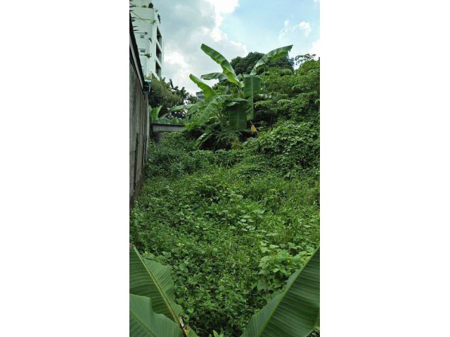 ที่ดินต้องปรับ เพราะมีต้นไม้ปกคลุมอยู่ ล้อมรั้ว เหมาะที่พักอาศัย หรือสำนักงานออฟฟิศเล็กๆ