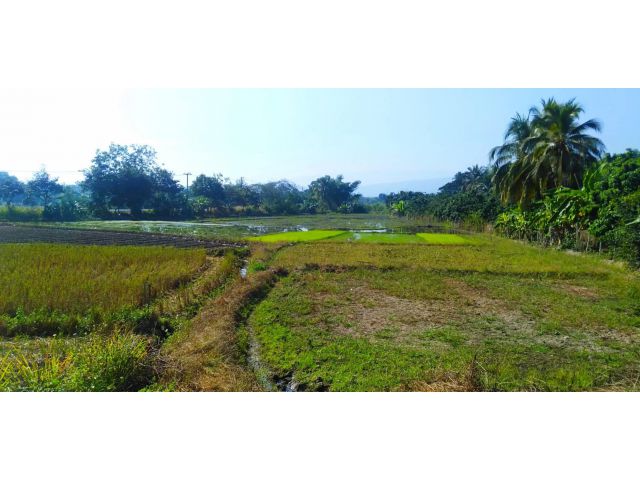 ขายที่ดิน ไร่ล่ะ 550,000 บาท (ราคา ต่อรองใด้)