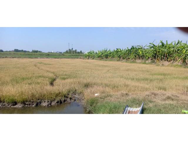 ที่ดิน 1ไร่ ในอำเภอบางใหญ่   จังหวัดนนทบุรี