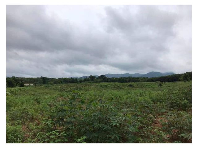 ขายที่ดิน ภ.บ.ท.5 ต.วังทอง อ.ภักดีชุมพล จ.ชัยภูมิ ราคาถูก ที่ดินสวย บรรยากาศดี วิวภูเขา ดินดี