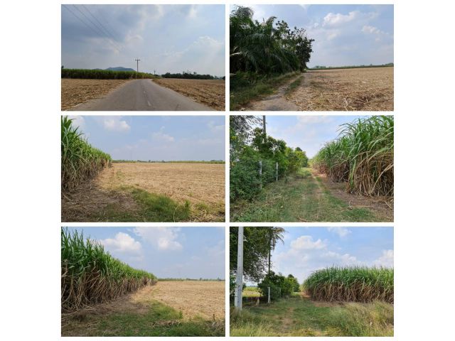 ที่ดินดำ เนื้อที่ 5ไร่ น้ำไฟพร้อม มีเพื่อนบ้าน ใกล้ถนนสายหลัก