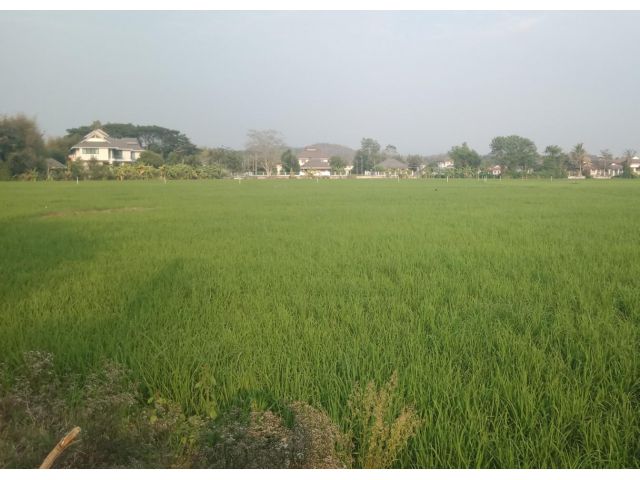 ที่นาติดถนนคอนกรีต ต.ห้วยทราย