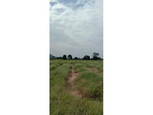 ขายด่วนที่ดินราคาถูก จ.กาญจนบุรี
