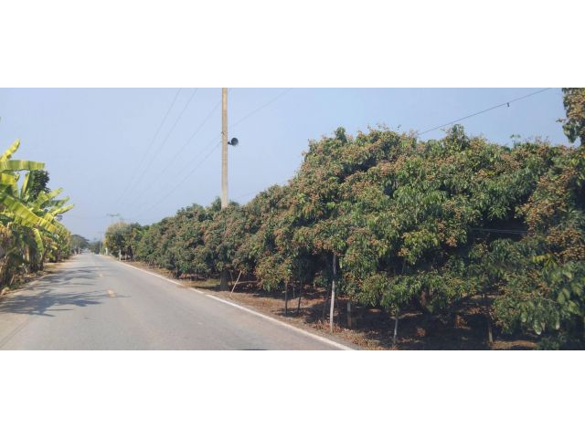 ขายที่ดิน สวนลำไย 10ไร่ จ.ลำพูน