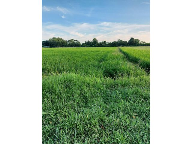 ขายที่นา 8 ไร่ เชียงราย
