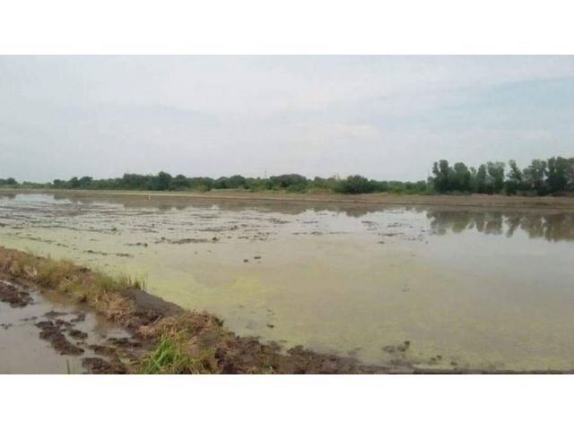 ขายที่ดิน 22 ไร่ ใกล้ถนน 3022 - 1 กม. อ.หนองเสือ จ.ปทุมธานี