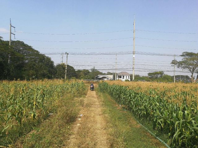 ที่ดินสวยบนทำเลเยี่ยม ติดมะลิวัลย์ บ้านหนองบัว อ.บ้านฝาง