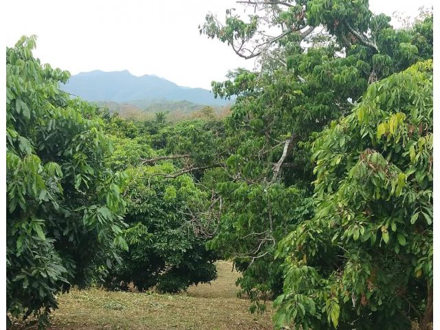สวนลำไย น้ำบ่อหลวง
