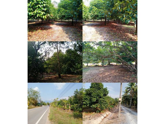 เสนอขายสวนผสม ทุเรียน มังคุด เงาะ ลองกอง ทำเลดี  ติดถนนสองด้าน เนื้อที่ 6 ไร่ ชากไทย อำเภอเขาคิชฌกูฎ จันทบุรี