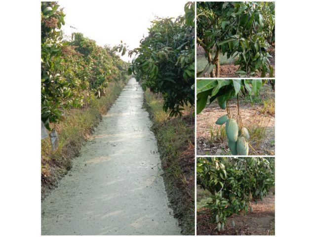 ที่สุดของสวนมะม่วง 10 ไร่ พร้อมเก็บผลผลิต