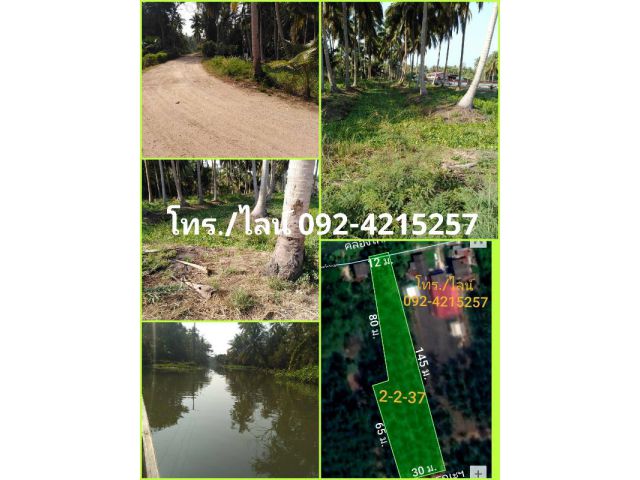 ขายที่สวนมะพร้าว ติดคลองใหญ่ อ.อัมพวา จ.สมุทรสงคราม