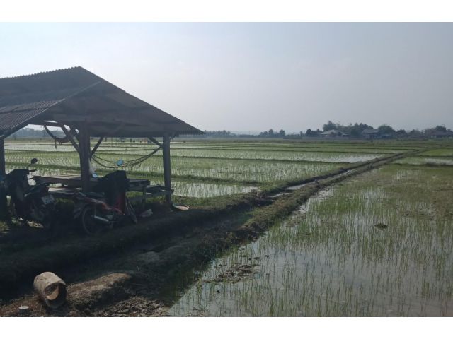ที่นาโซนเขื่อนแม่งัด