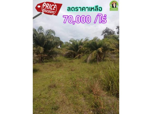 ปรับลดอีกเหลือ 70,000/ไร่ ที่ดินทำการเกษตร อ.ตาลสุม จ.อุบลฯ