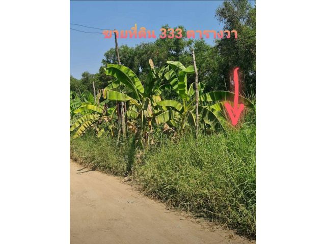 ขายที่ดิน ถนนเลียบคลอง3 ปทุมธานี  เนื้อที่ 333 ตรว