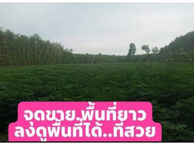 ขายที่ดิน 13-2-97 ไร่ มาบป่าหวาย ต.หนองบัว อ.บ้านค่าย จ.ระยอง